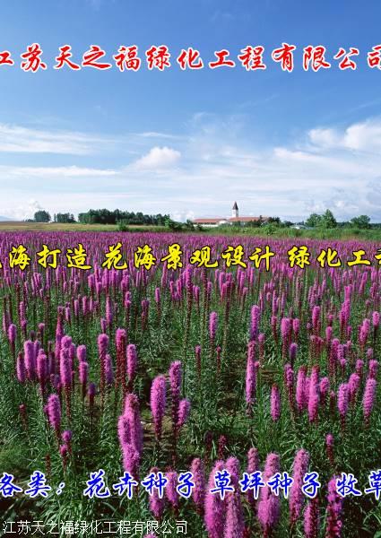 张家口番红花供应商