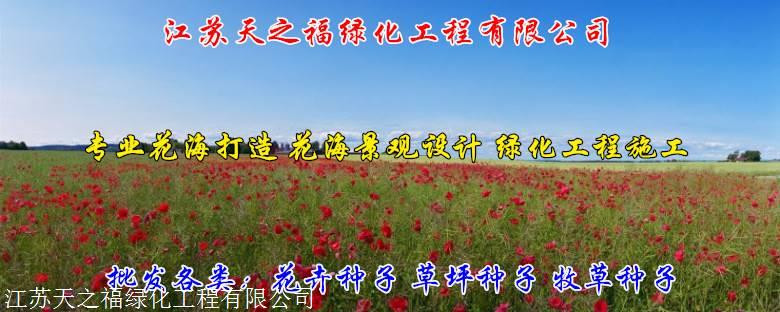 甘孜彼岸花种球厂家批发