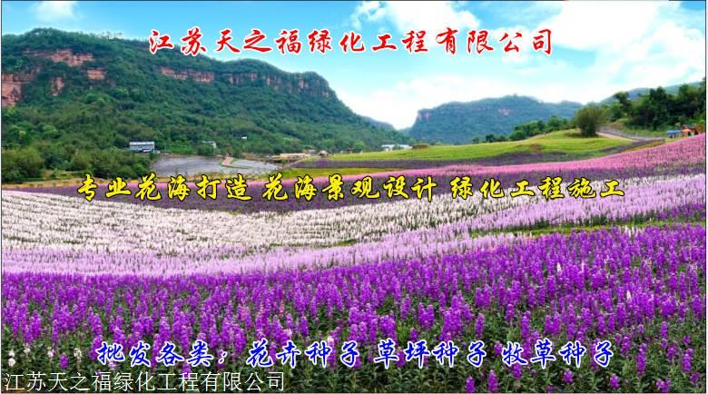 承德国标牧草种子采购
