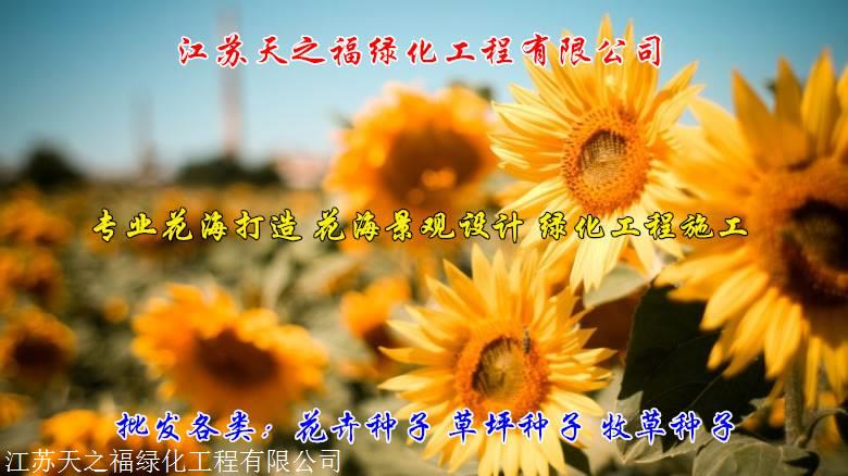 岳阳百慕大草坪种子哪里有卖