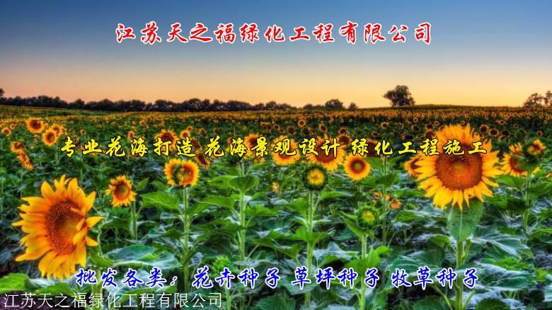 秦皇岛早熟禾草坪种子报价