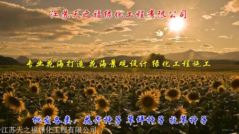 张掖酢浆草种子公司