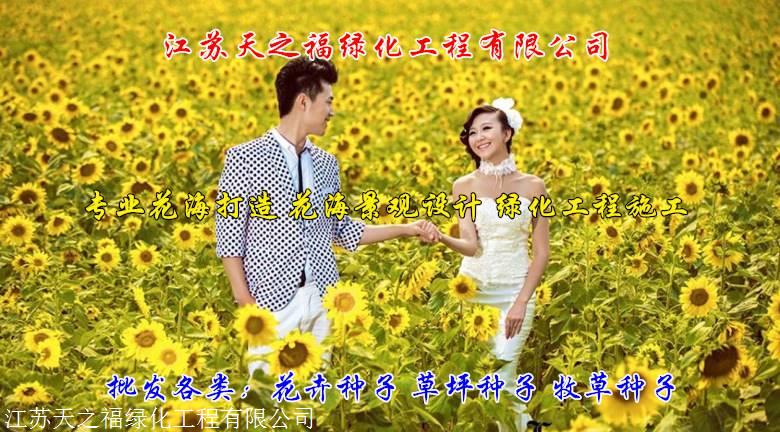 岳阳百慕大草坪种子哪里有卖