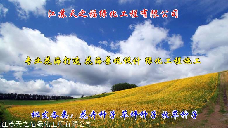 中山黄花石蒜种球怎么卖