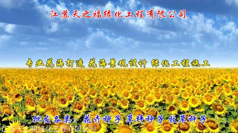 延安百日菊种子什么价