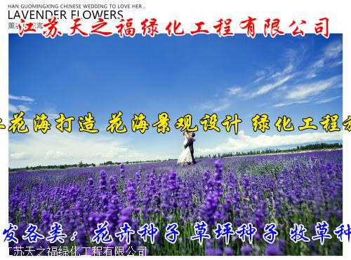 湛江风雨兰质优价廉