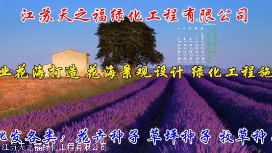 赤峰百喜草种子报价