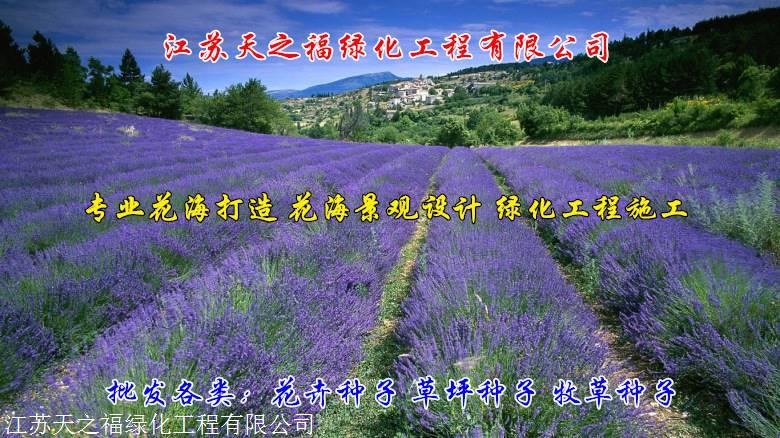 辽宁马鞭草种子行情走势