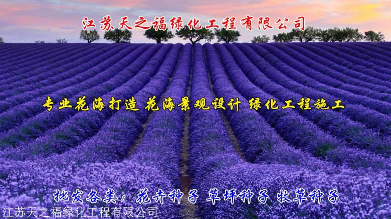 张家口番红花供应商
