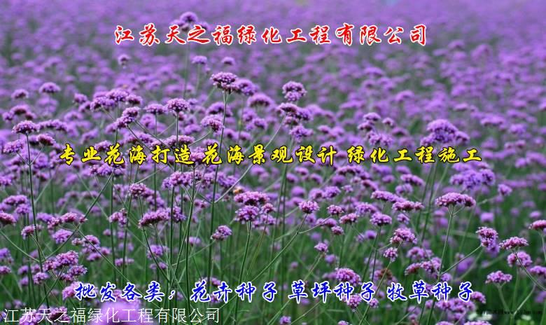 七台河剑兰种根哪里有卖