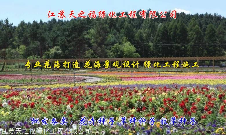 西安养牛牧草种子供应
