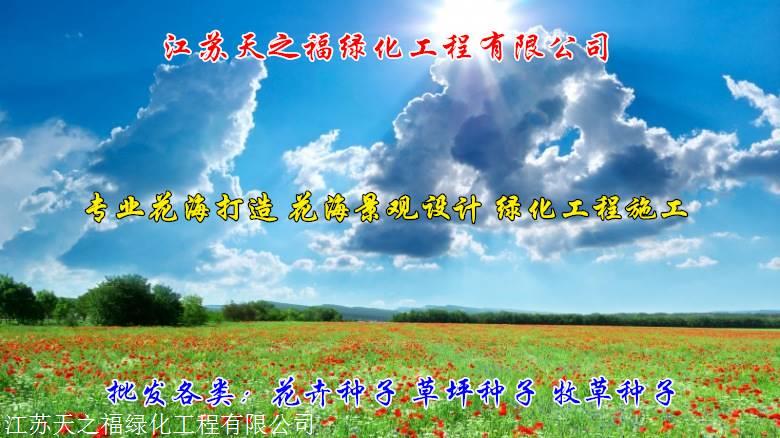 张掖酢浆草种子公司