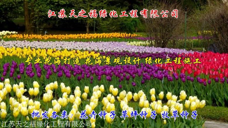 湛江风雨兰质优价廉