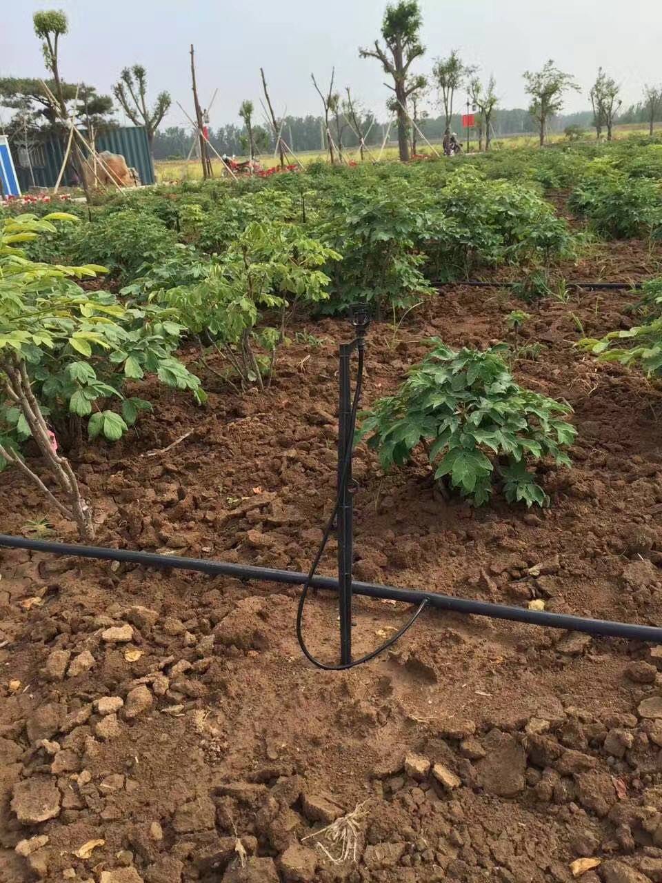 果树滴灌系统的布置做滴灌_鄄城县亿碧源节水设备科技有限公司-金泉网