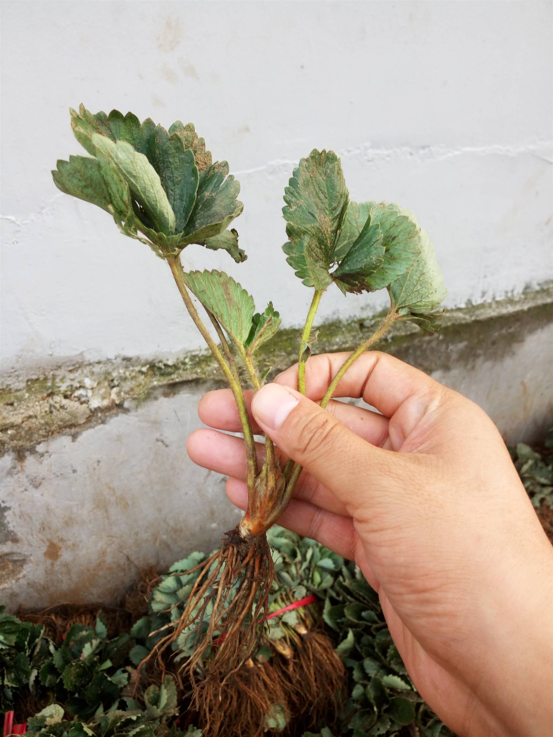 黑龙江鸡西丰香草莓苗哪里卖