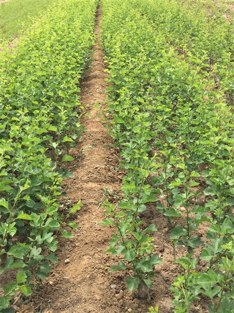 山楂树苗批发基地