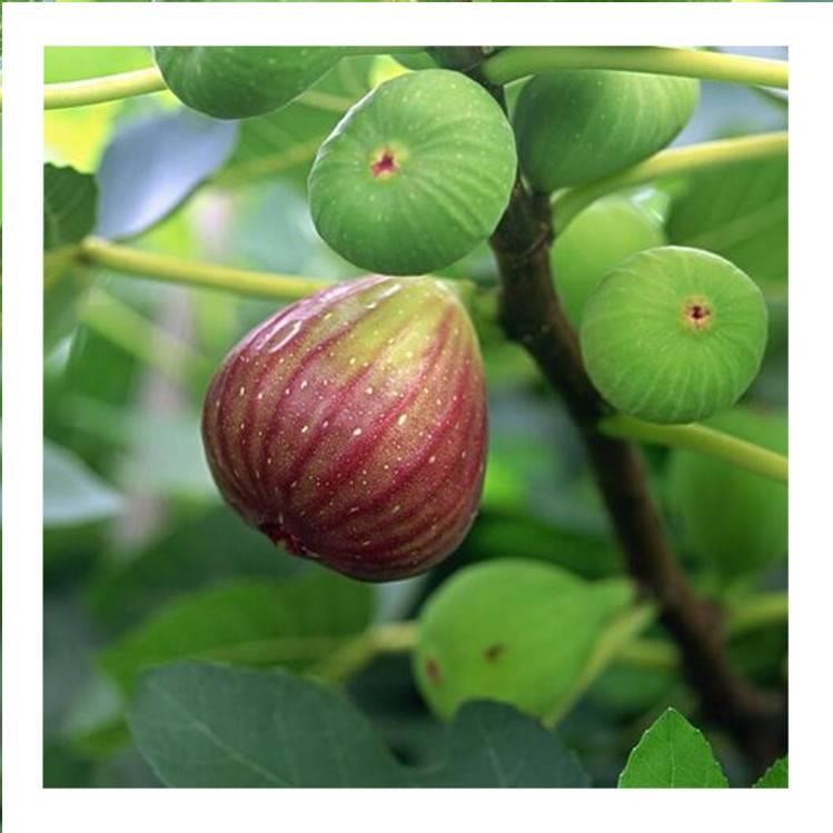 1年無花果苗 1年無花果樹苗新品種