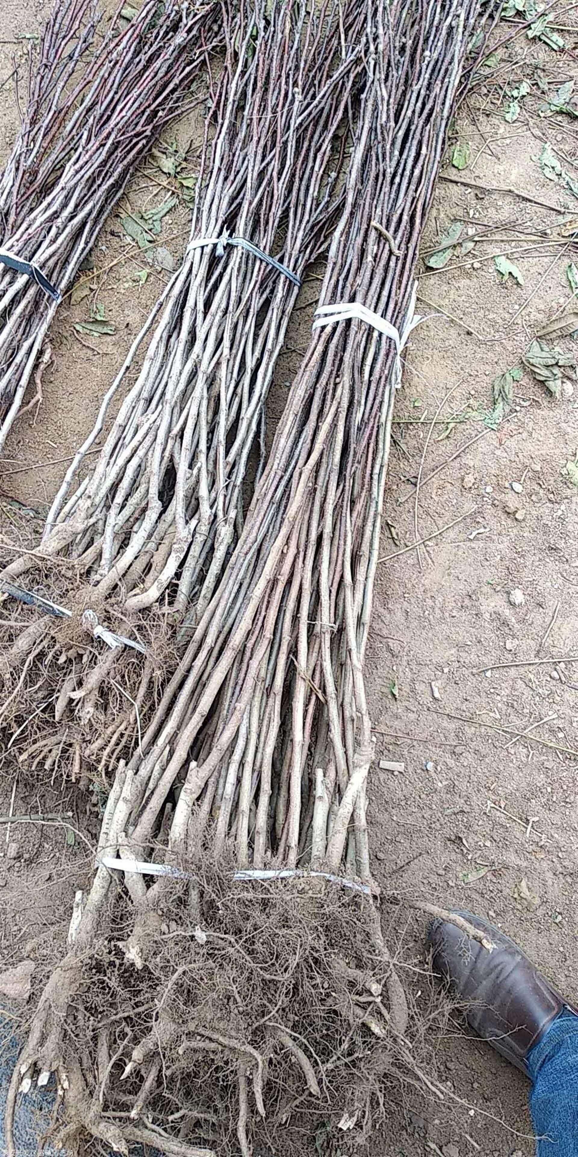 歪把红山楂树苗春季花前管理