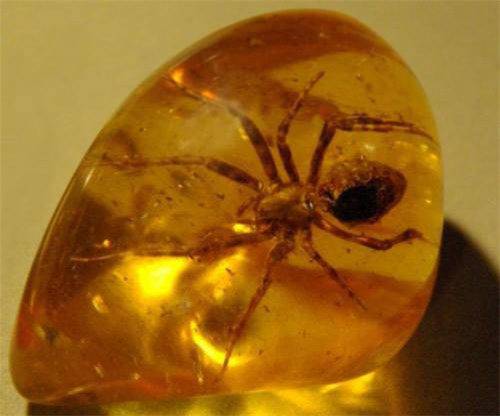 昆虫琥珀哪里私下拍卖价格高