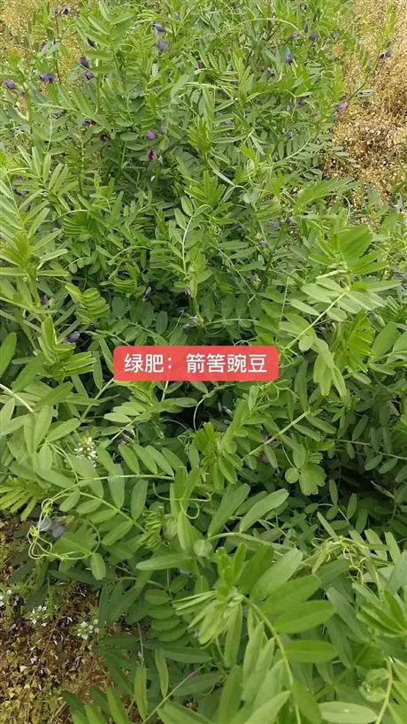 漯河卖绿肥种子苕子种子