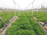河南野豌豆绿肥种子包成活率