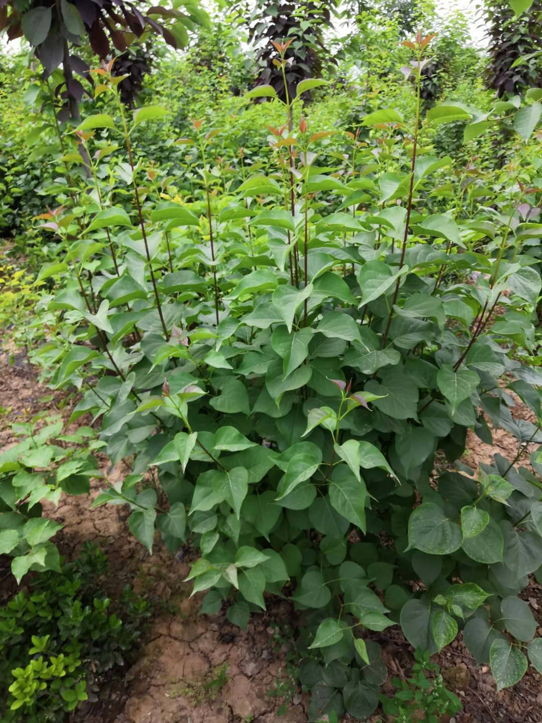 紫丁香花大量供应丛生紫丁香球80150厘米直销陕西紫丁香苗木直