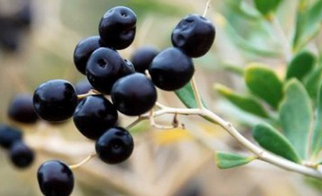 黑枸杞价格是多少今日报价