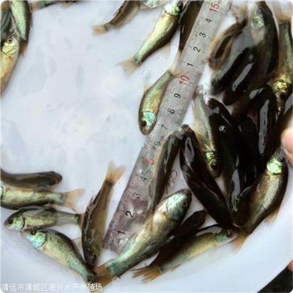 北沙養殖淡水魚苗 丁桂魚苗 丁歲魚新行情 供應各類魚苗 魚花