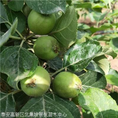 首页 泰安高新区北集坡银悦苗木中心 新闻资讯 采集尤溪皇家嘎啦苹果