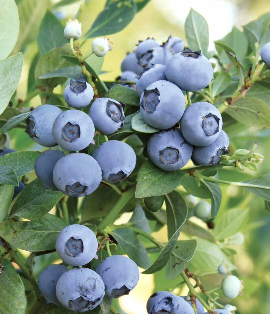 为预防病虫害发生,适时喷布系菌剂;另外,要经常将苗圃地的落叶捡出并