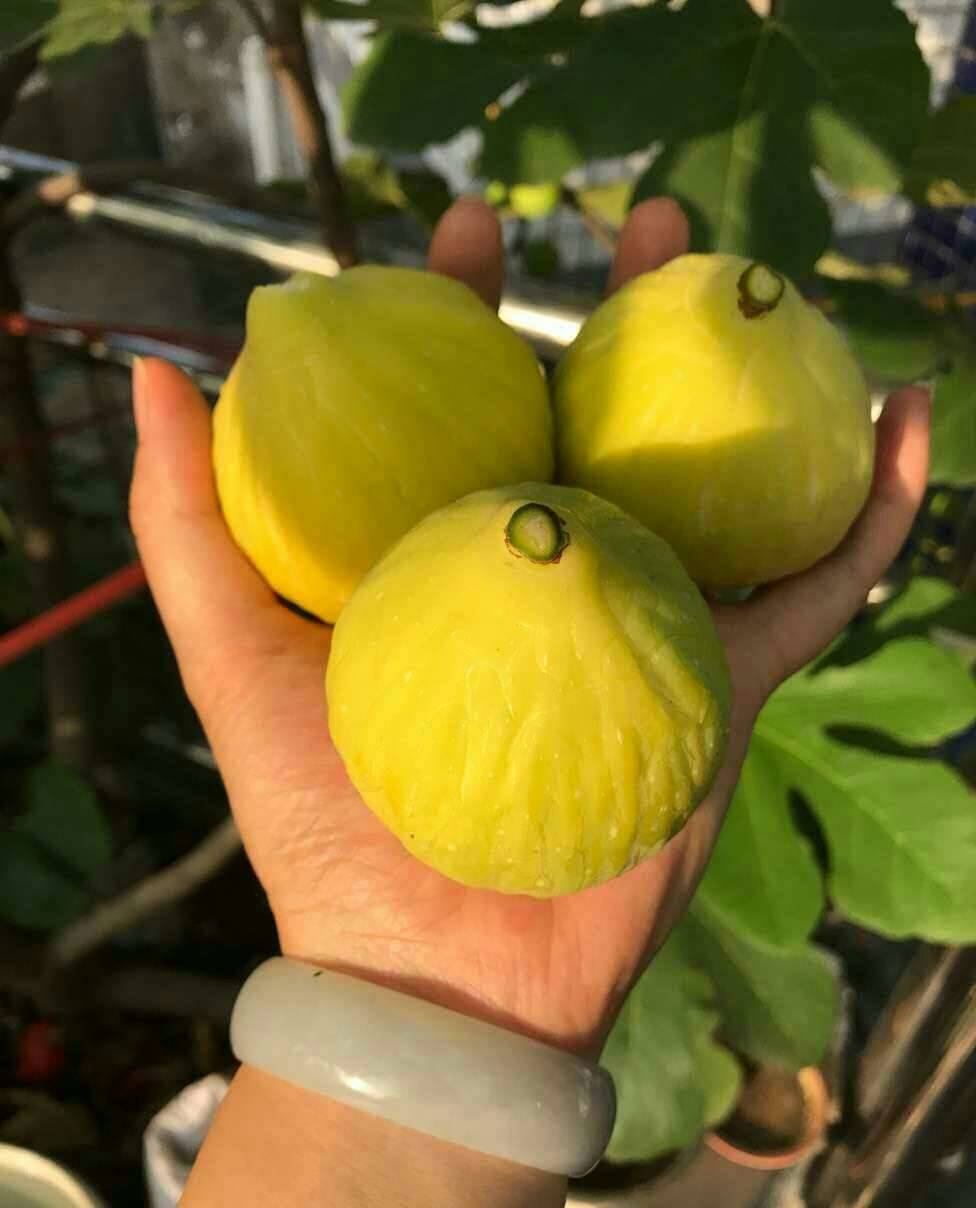 开封早黄无花果苗适应土壤