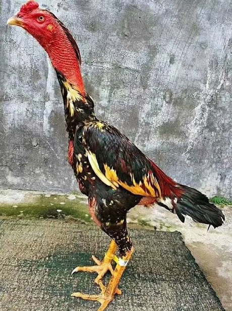 遵义一批斗鸡批发