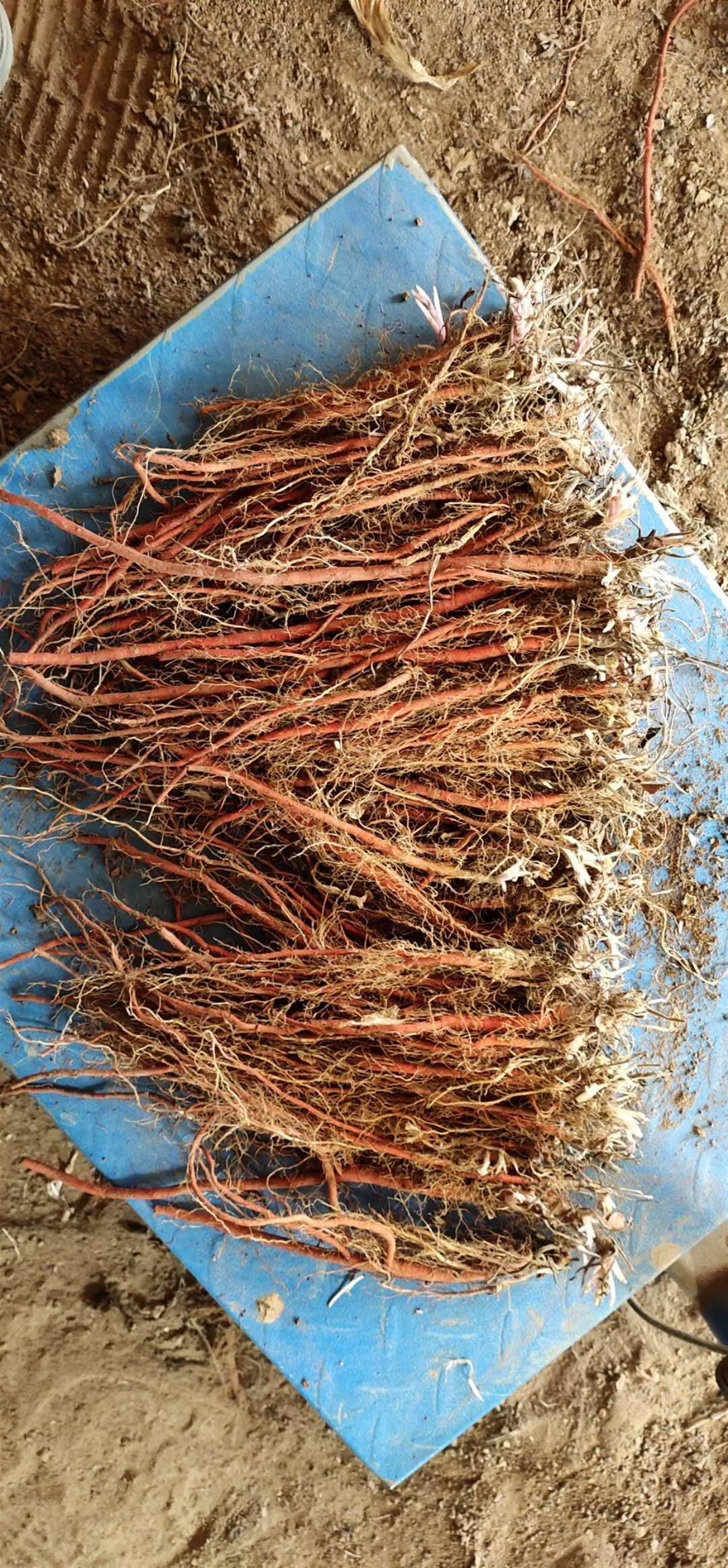 丹参种苗种植要点及适应地区