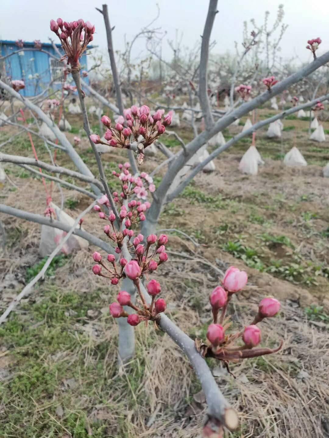 红花梨树苗图片