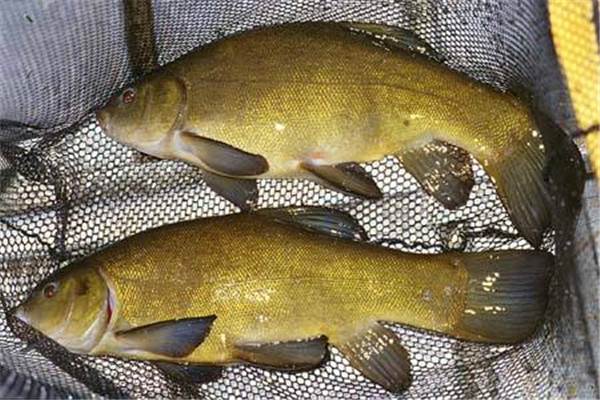 丁桂鱼苗-丁桂鱼苗价格/厂家/批发-广州市创达丰水产养殖有限公司