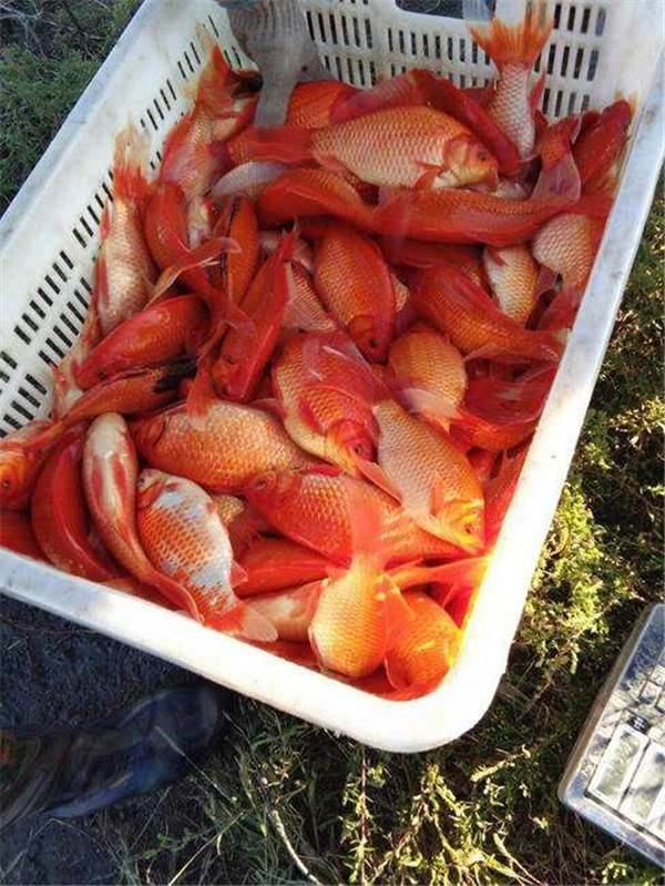 红罗非鱼苗多少钱