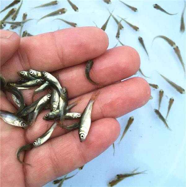 陕西鲫鱼苗现货低价出售