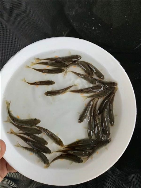 青竹鯇魚怎麼養青竹鯇魚養殖方法