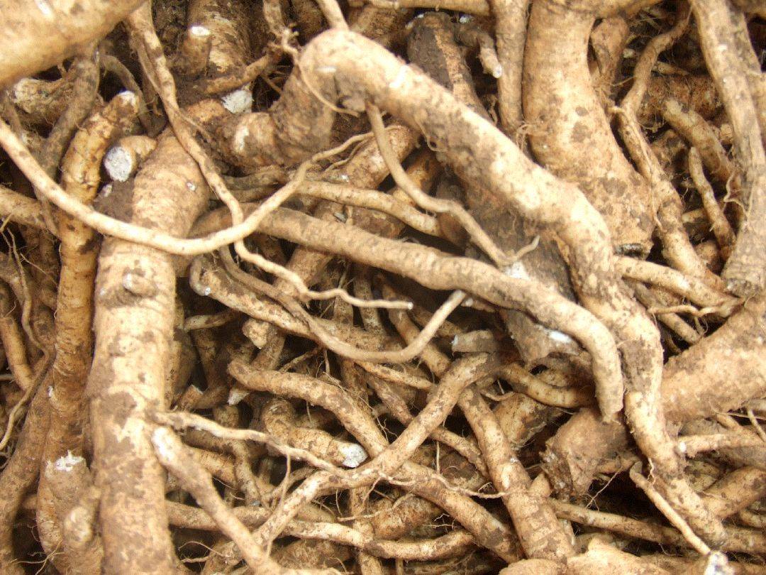 基地供应防风种子包出芽签订回收合同