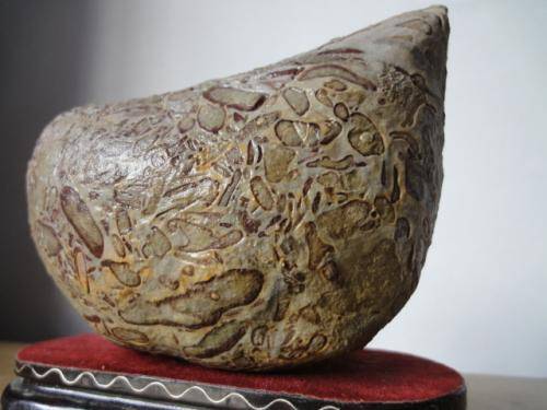 生物管虫化石价位发展如何