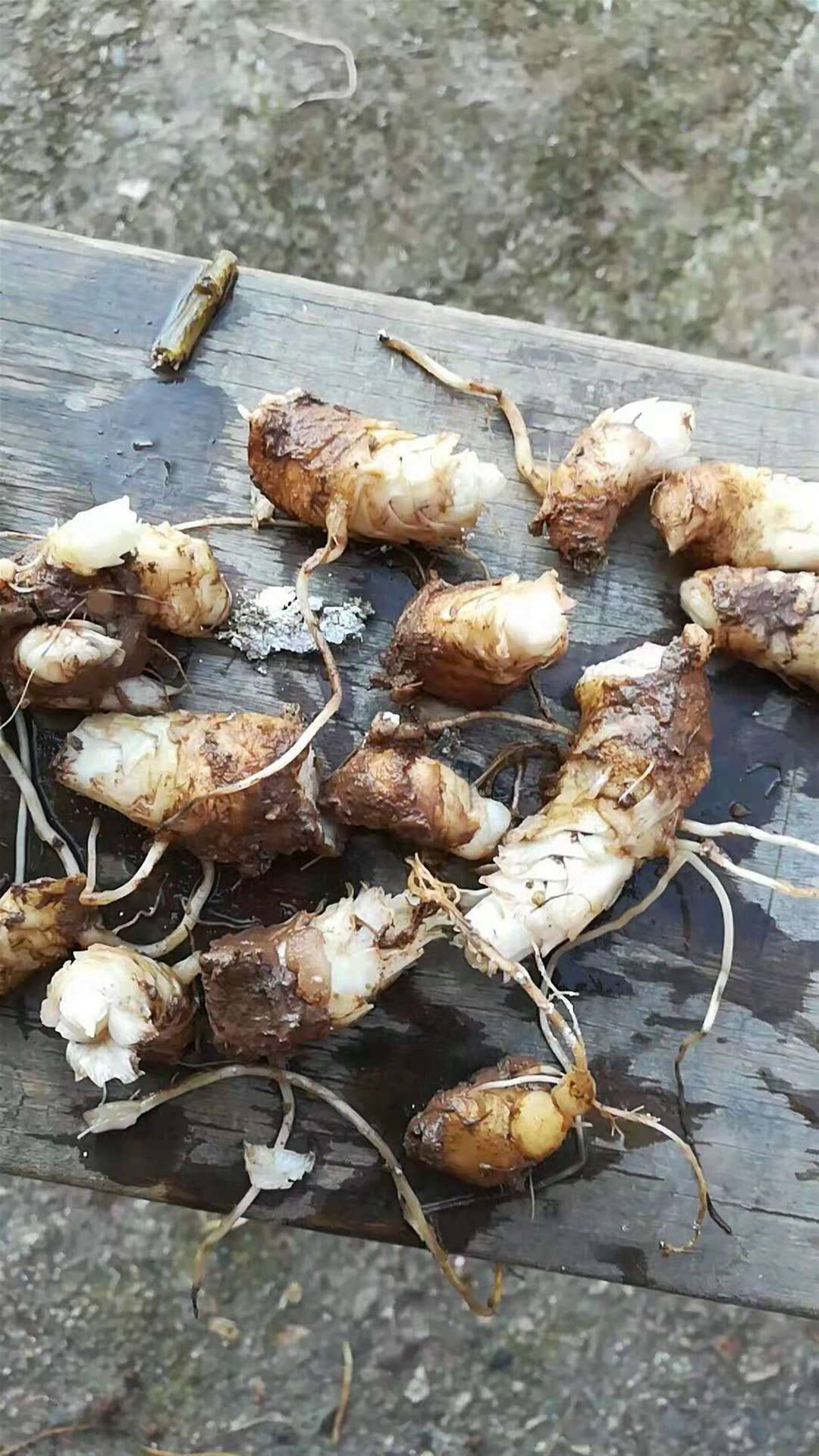 玄参芽的产地及效益如何