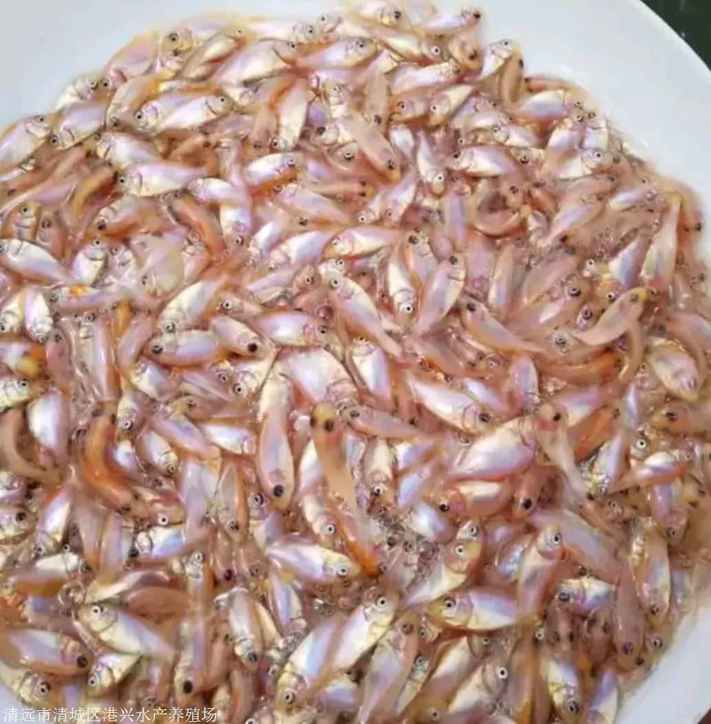 清远亲亲鱼温泉鱼足疗鱼泡脚鱼疗小鱼按摩鱼吃死皮星子鱼罗非