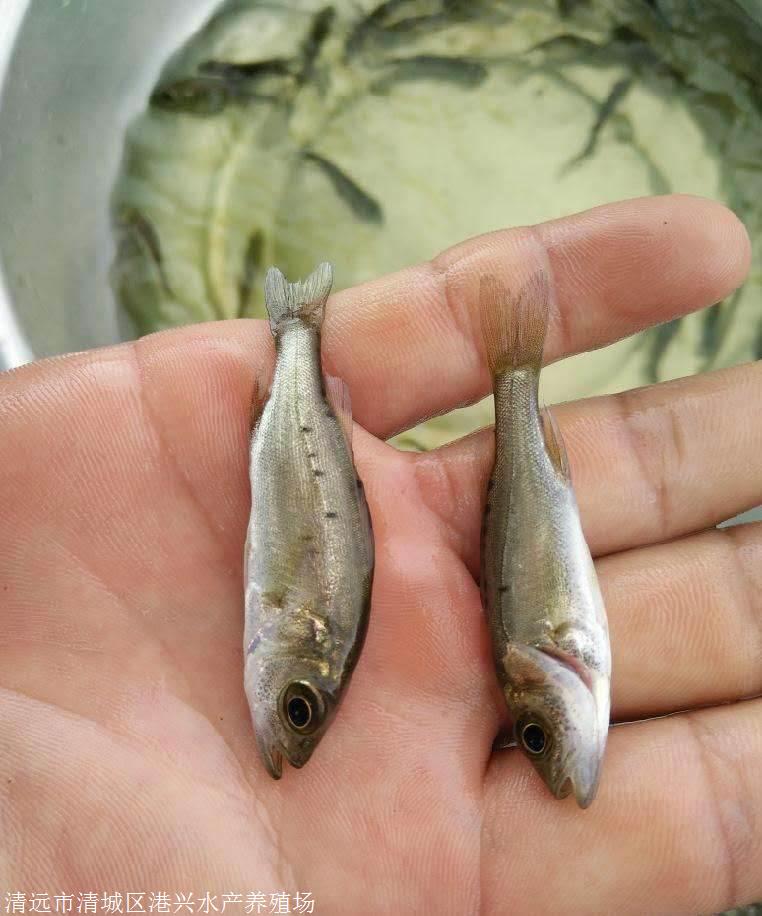 采购七星鲈鱼产地来源港兴水产海鲈鱼苗价格广东鱼苗批发