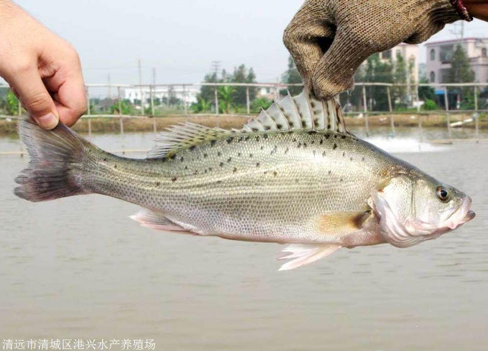 全國銷售點批發港興水產鱸魚七星鱸魚苗海鱸魚苗一尾價格