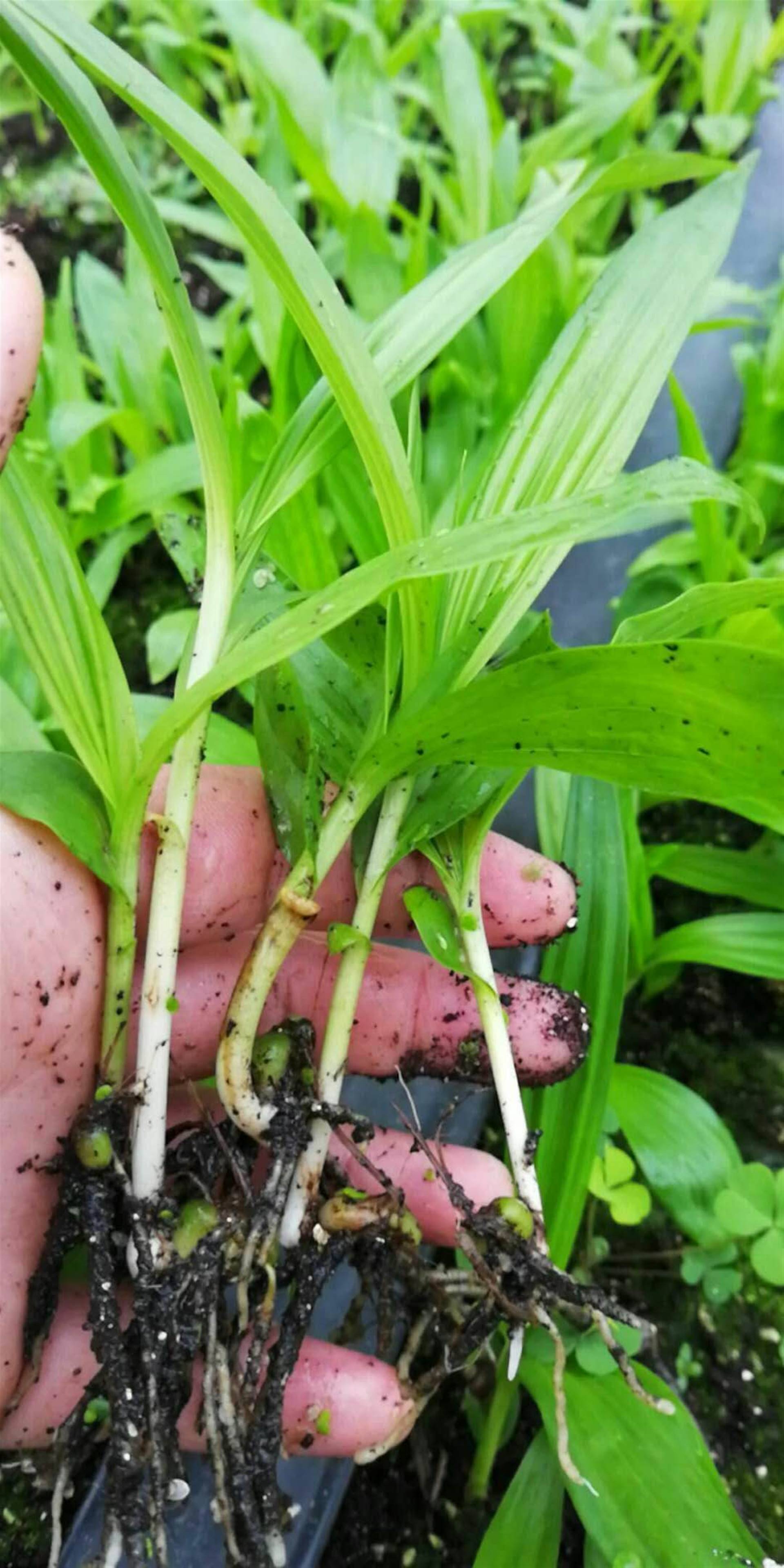 白芨种苗出售,基地直发,量大从优