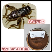 蟋蟀提取物蟋蟀粉120目蛐蛐儿冻干粉蟋蟀蛋白粉夜鸣虫浓缩粉
