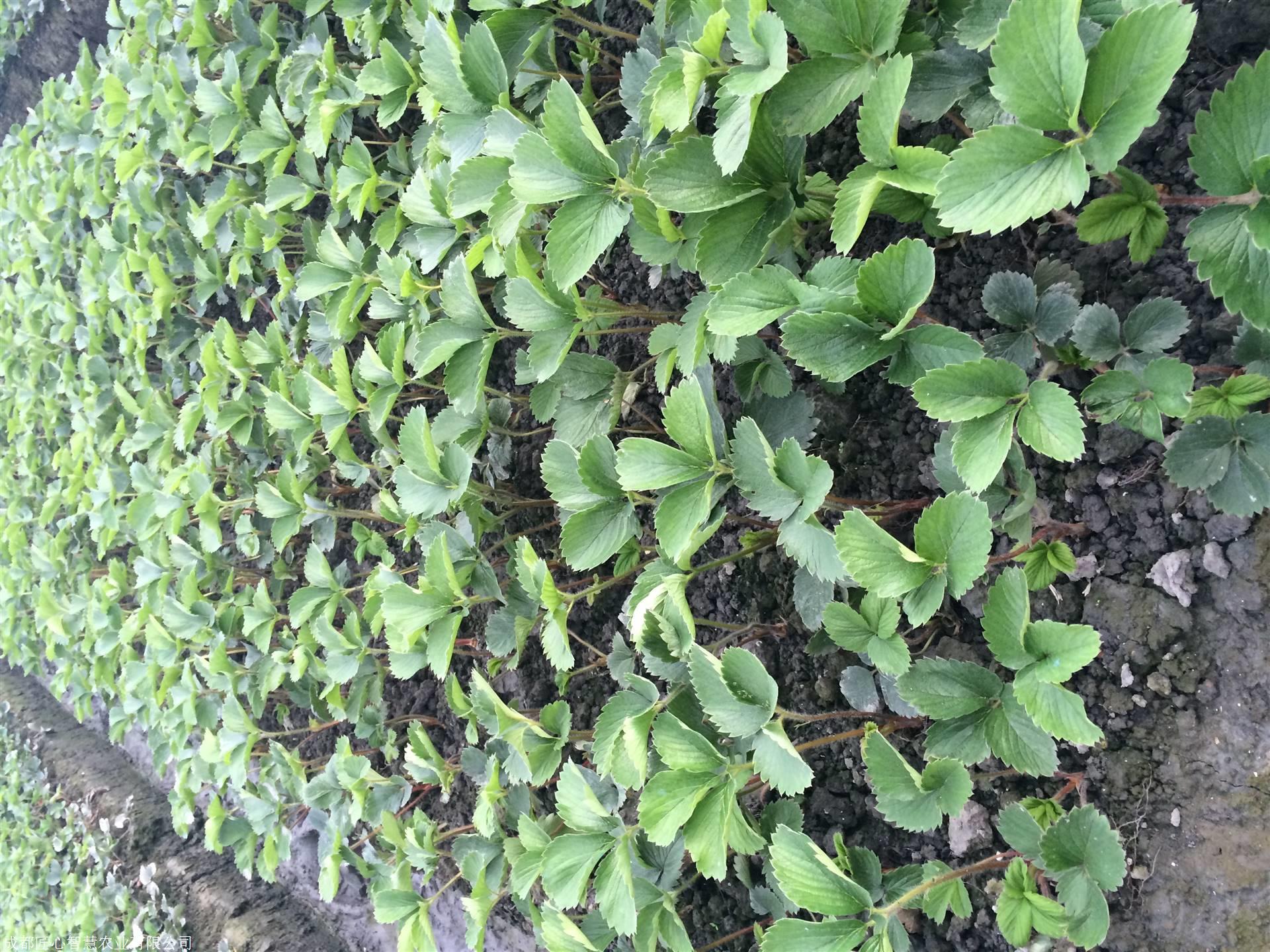 草莓苗种植注意事项(草莓苗种植注意事项和细节)