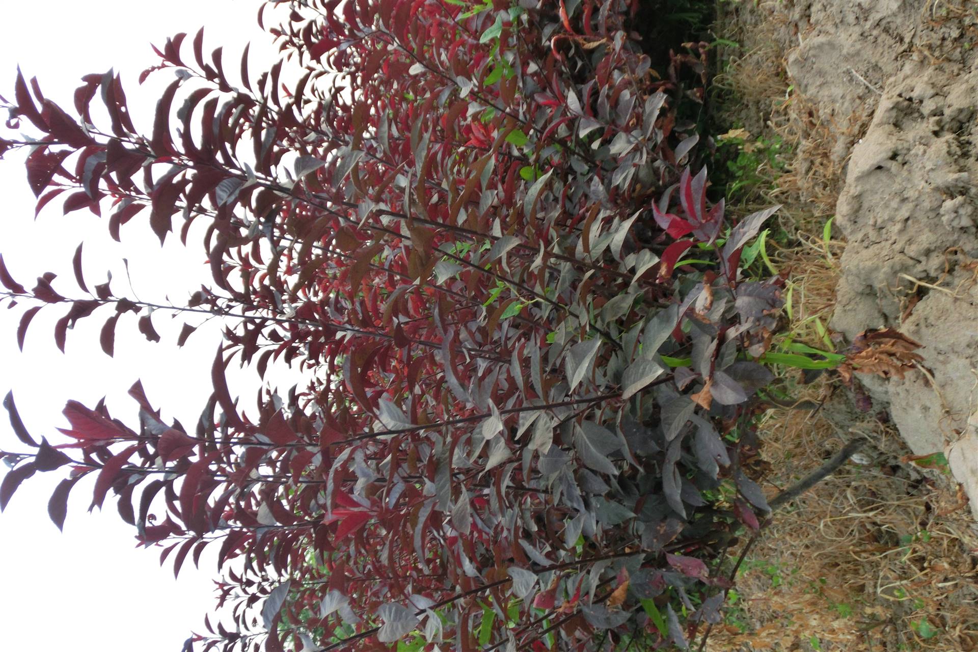 批发紫叶矮樱苗木绿化工程苗木紫叶矮樱球扦插紫叶矮樱营养钵苗