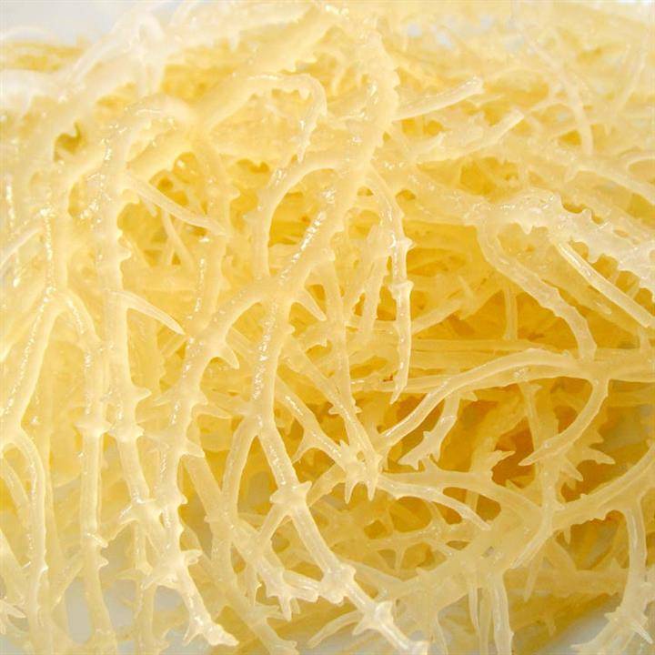 麒麟菜进口清关代理,麒麟菜报关报检流程,青岛清关公司