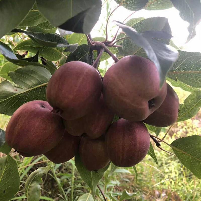 郑州奥弘一号红梨新品种